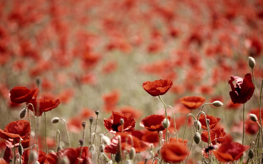 Lest We Forget, In Flanders Fields By John McCrae